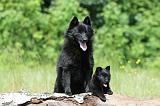 SCHIPPERKE 294